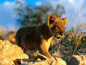 Clip Art And Picture Lion Cub Wallpaper