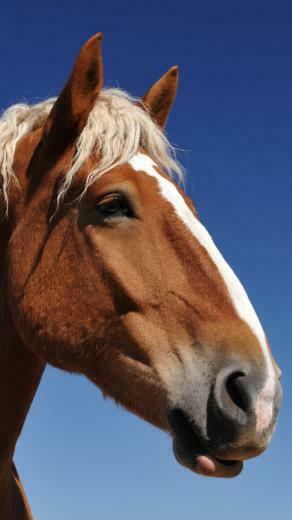 Wallpaper Horse Face Sky Background Mane Eyes iPhone