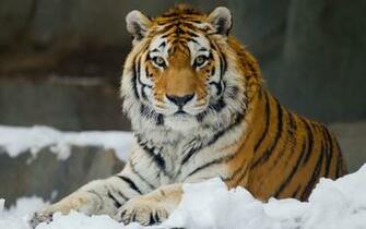 Siberian Tiger Wallpaper