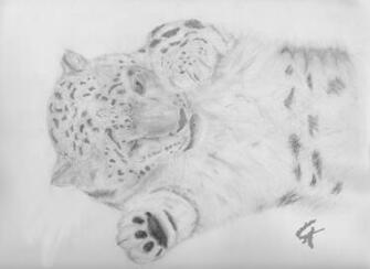 Playful Baby Snow Leopard By Ck95