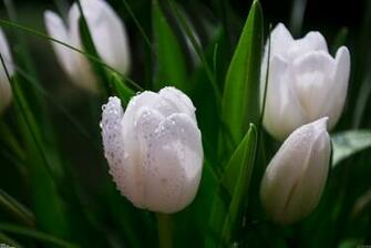White Tulips Wallpaper Open Walls