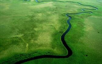 Windows Wallpaper River Jungle HD Desktop