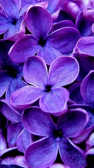 Girly Purple iPhone Wallpaper Details