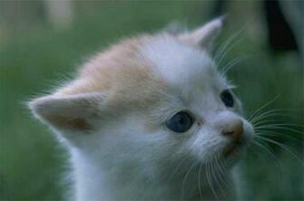 Image For Very Cute Kittens Pictures