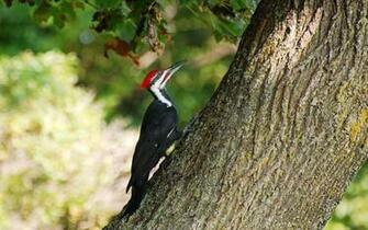 HD Woodpecker Bird Wallpaper HDwallsource