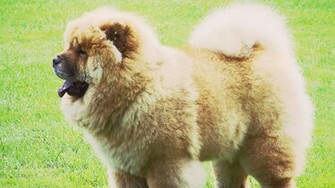 Now HD Chow Puppies Wallpaper 1080p Read Description
