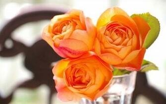Orange Roses