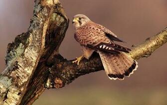 Tree Bird Of Prey Wallpaper Magic4walls