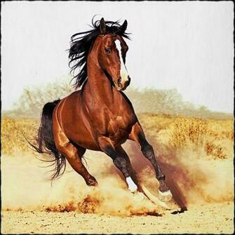 Horses Dom Gallop Horse Animals Clipart Beauty Wallpaper