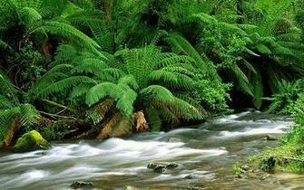 High Resolution Nature Wallpaper Desktop