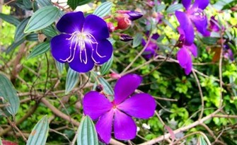 Beautiful Purple Flowers Wallpaper