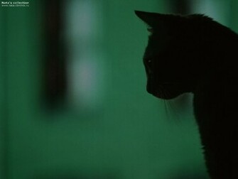 Wallpaper Pc Computer Cat