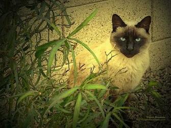 Desktop Wallpaper Siamese Cat Background
