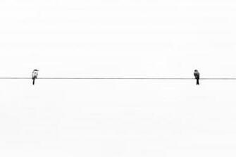 Minimalism Birds On A Wire 4k Wallpaper