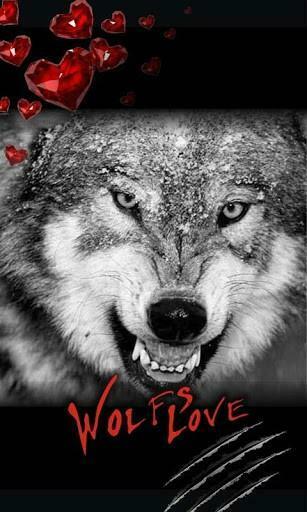 Live Wallpaper Is A New Animated Application In Theme Wolf Wolves