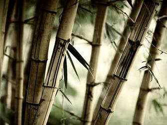 Wallpaper Bamboo