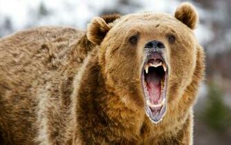 Grizzly Bear Animal Planet HD