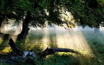 Mystical Forest Sunlight Windows Wallpaper X