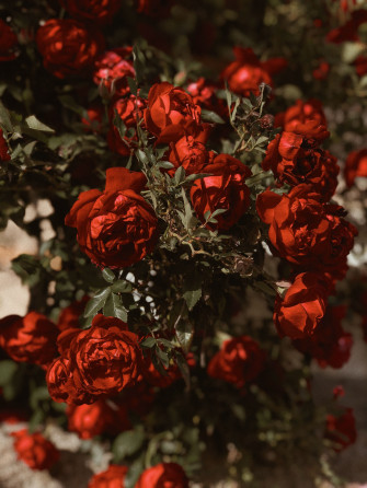 Red Flower Aesthetic Wallpaper On
