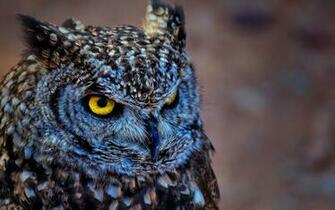 Owl Wallpaper 1080p 98j63s5 4usky
