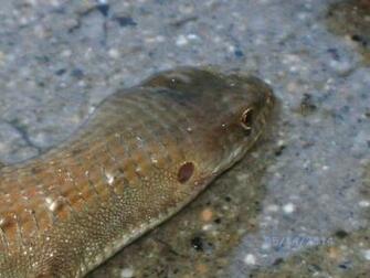 Alligator Lizard Thirsty By Becdecorbin