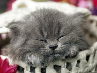 Baby Animals Image Kittens Wallpaper Photos