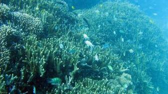 Swimming Fish On A Coral Reef Desktop Backdrops And