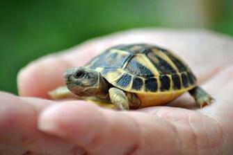 Tortoise Wallpaper Image In Collection