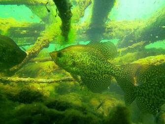 Best Crappie Wallpaper
