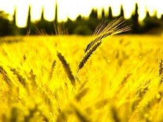 Sunny Wheat Fields Screensaver Screensavers