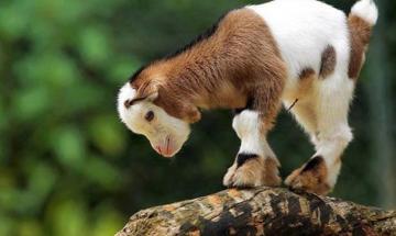 Animal Wallpaper On