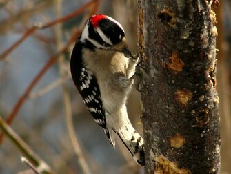 Downy Woodpecker Wallpaper