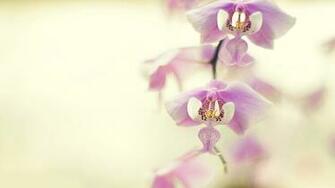 Pink Orchids Wallpaper