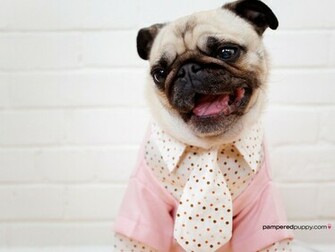 Pug Dogs Wallpaper