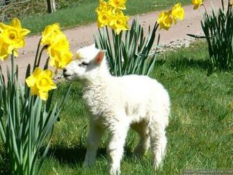 Spring Lambs Wallpaper Crazy Frankenstein