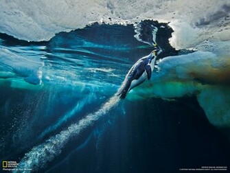 Preparing To Launch From The Sea Ice An Emperor Penguin