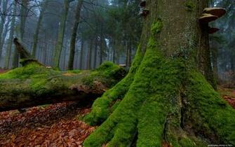 Nature Forest Wallpaper