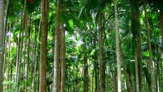 Tropical Rainforest Trees HD Wallpaper Background Image