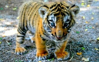 Cute Tiger Cub Wallpaper 5f2560x1600 HD Res