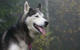 Wallpaper Siberian Husky Dog Tongue