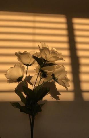 White Rose Gold Shadow Follow Me On Instagram G Oldenpictures