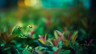 Video Wallpaper Ware On