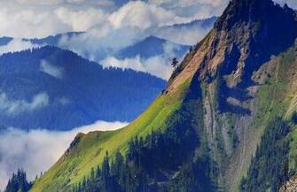 Forests Full HD Wallpaper Search