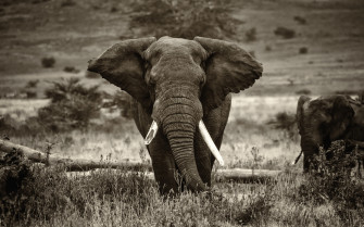 Elephant Wallpaper