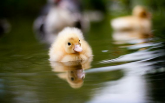 Swimming Duckling Wallpaper