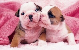 Pug Puppies Pink Wallpaper New Funny Pet Pictures Dogs Cats Birds