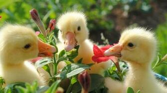 Ultra HD Wallpaper Ducks Flowers Food Bill 4k