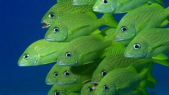 Wallpaper Sea Life Pictures