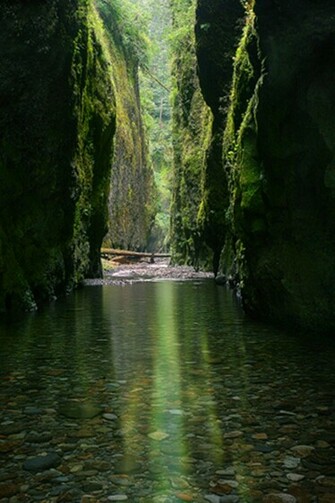 Hidden Nature iPhone Wallpaper HD
