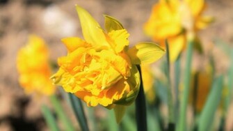 Daffodils Wallpaper